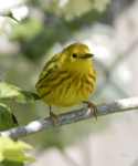 Yellow Warbler 6995